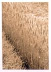 ladon_agri2.jpg (4161 bytes)